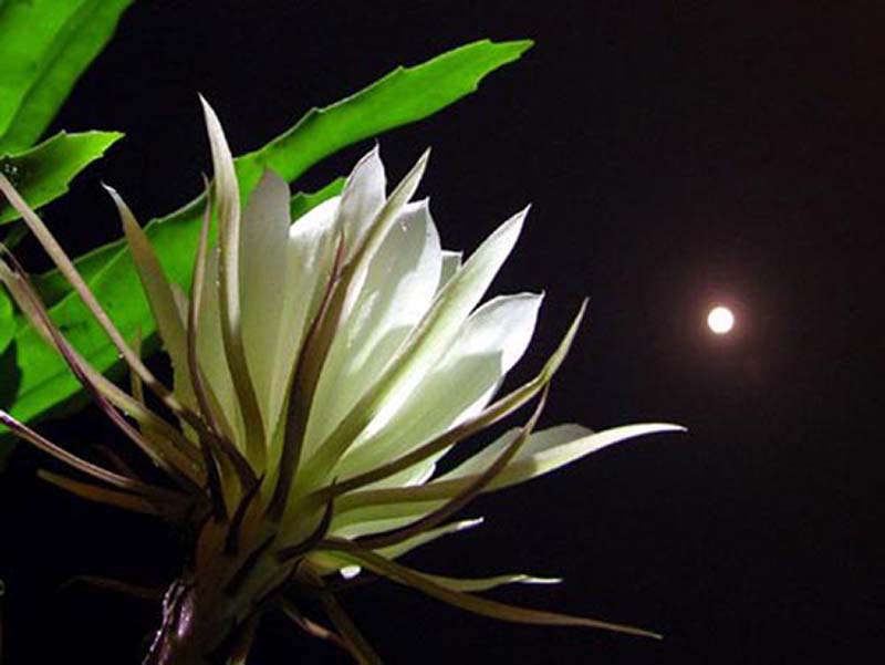 Hoa Quỳnh nở về đêm