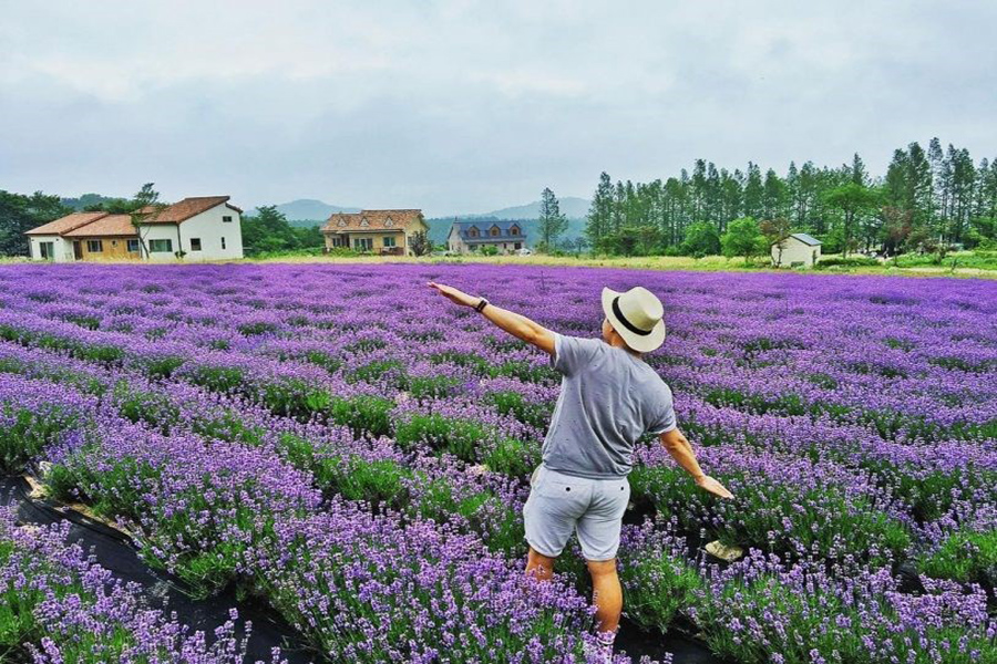 Vườn hoa lavender tràn ngập sắc tím